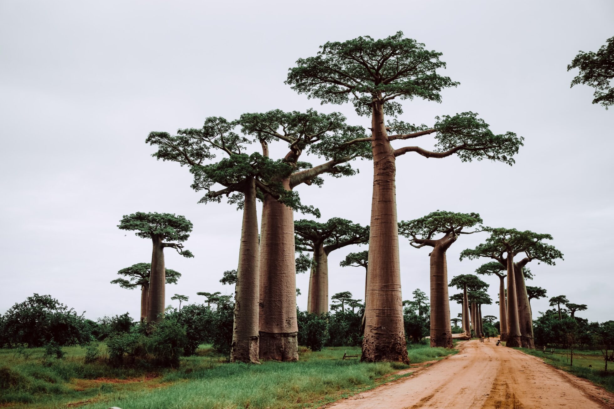Visit a sacred Baobab tree